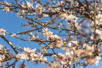 Almond tree branches covered in delicate white blossoms bloom under a bright blue sky.