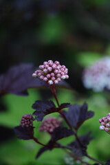 pink flower in the garden