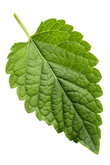 patchouli leaf on transparent background