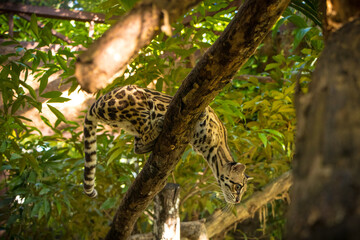 Margay (Leopardus wiedii), a small and elusive wild cat found in the tropical forests of Central and South America. Known for its large eyes, spotted coat, and exceptional climbing ability.
