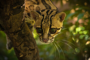 Margay (Leopardus wiedii), a small and elusive wild cat found in the tropical forests of Central and South America. Known for its large eyes, spotted coat, and exceptional climbing ability.