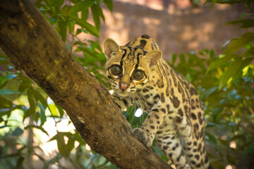 Margay (Leopardus wiedii), a small and elusive wild cat found in the tropical forests of Central and South America. Known for its large eyes, spotted coat, and exceptional climbing ability.