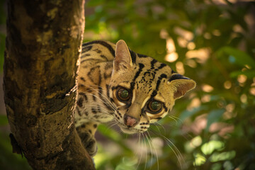 Margay (Leopardus wiedii), a small and elusive wild cat found in the tropical forests of Central and South America. Known for its large eyes, spotted coat, and exceptional climbing ability.