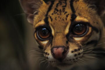Margay (Leopardus wiedii), a small and elusive wild cat found in the tropical forests of Central and South America. Known for its large eyes, spotted coat, and exceptional climbing ability.
