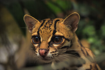 Margay (Leopardus wiedii), a small and elusive wild cat found in the tropical forests of Central and South America. Known for its large eyes, spotted coat, and exceptional climbing ability.