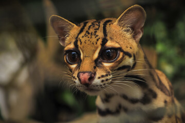 Margay (Leopardus wiedii), a small and elusive wild cat found in the tropical forests of Central and South America. Known for its large eyes, spotted coat, and exceptional climbing ability.