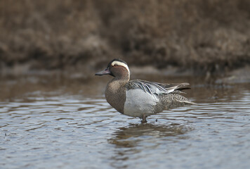 A male garganey (Spatula querquedula) in breeding plumage swims in the water and stands on the shore of a lake close-up