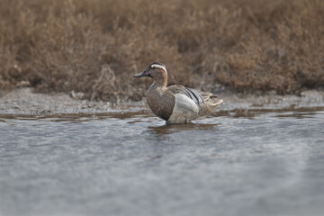 A male garganey (Spatula querquedula) in breeding plumage swims in the water and stands on the shore of a lake close-up