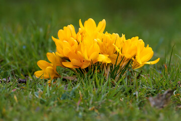 Large inflorescences of yellow crocus are photographed close-up on green grass