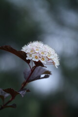 flower in the garden