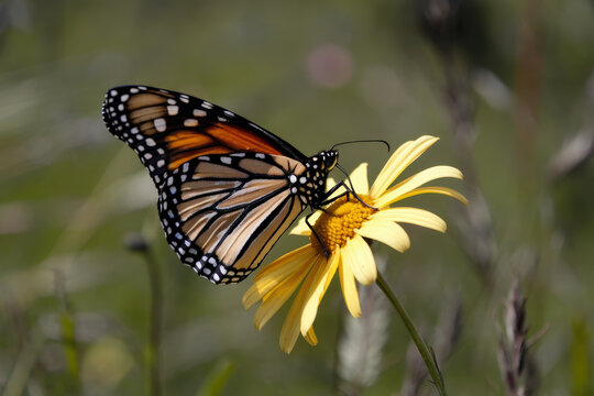 Monarch butterflies feeding on daisies in a sunlit meadow