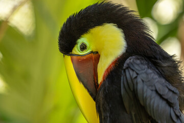 Chestnut-Mandibled Toucan (Ramphastos ambiguus swainsonii) perched in the lush rainforests of Costa Rica. Known for its large colorful beak, yellow throat, and striking plumage.
