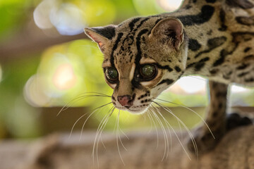 Margay (Leopardus wiedii), a small and elusive wild cat found in the tropical forests of Central and South America. Known for its large eyes, spotted coat, and exceptional climbing ability.