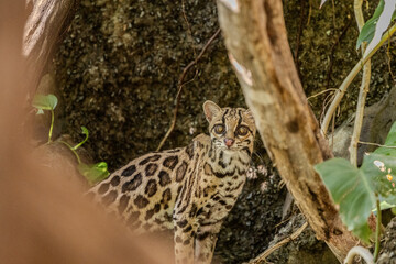 Margay (Leopardus wiedii), a small and elusive wild cat found in the tropical forests of Central and South America. Known for its large eyes, spotted coat, and exceptional climbing ability.
