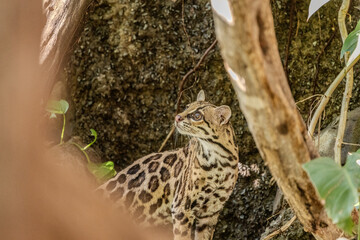Margay (Leopardus wiedii), a small and elusive wild cat found in the tropical forests of Central and South America. Known for its large eyes, spotted coat, and exceptional climbing ability.