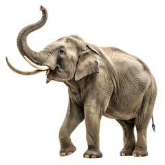Elephant standing alone on a white background