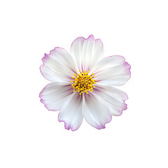 Beautiful spring botanical illustration blossoms isolated on transparent background png