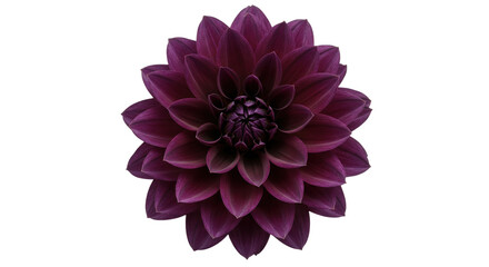 Isolated Dark Purple Dahlia Flower