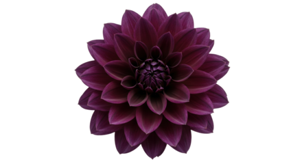 Isolated Dark Purple Dahlia Flower