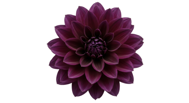 Isolated Dark Purple Dahlia Flower