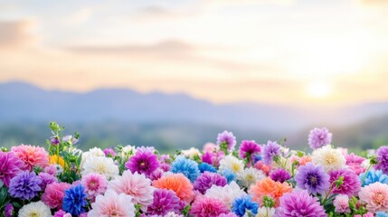 Fototapeta premium Vibrant flower field at sunset over mountains
