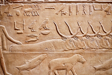 Mural from the tomb of the vizier Kagemni showing a herd of cattle crossing the river, with fish...