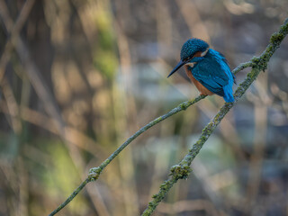 Kingfisher perched on branch