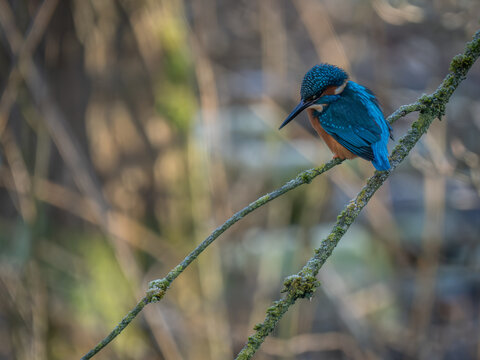 Kingfisher perched on branch