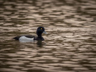 Male Tufted Duck swimming on a pond / lake / water