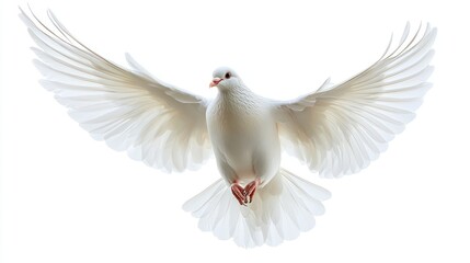 Fototapeta premium Isolated White Dove in Flight