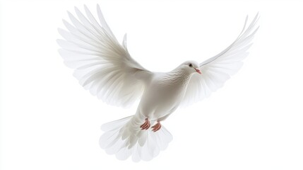 Obraz premium Isolated White Dove in Flight