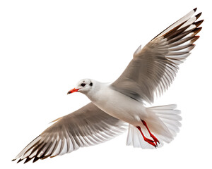 Obraz premium Seagull flying freely in the sky with wings spread wide