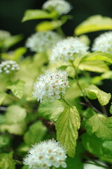 white flower in the garden