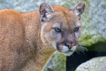 2025-03-02 CLOSE UP OF A COUGAR WITH BRIGHT YELLOW EYES AND EARS UP AT THE COUGAR MOUNTAIN ZOO IN ISSAQUAH WASHINGTON