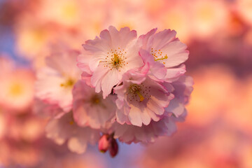 Nahaufnahme einer Japanischen Kirschblüte.  