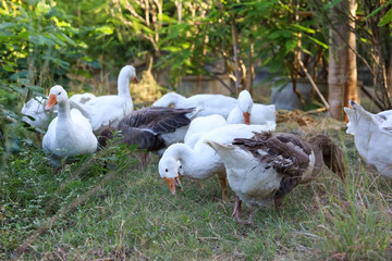 Group white goose is walking in garden