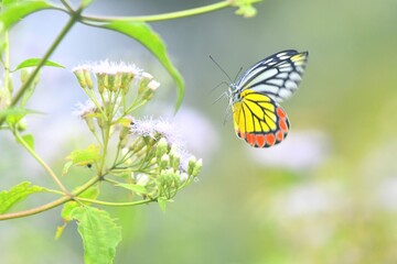 butterfly on a flower