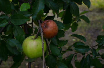 Apples on a tree branch with brown rot fungus