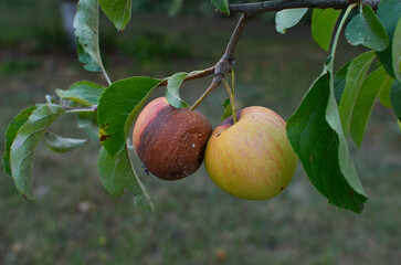 Apple on tree branch with brown rot fungus