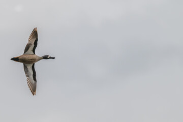 Blue-winged teal in flight against an overcast sky.