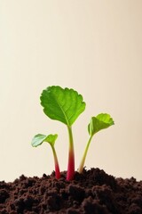 Three vibrant young sprouts emerge from rich dark soil, exhibiting early growth and the promise of future abundance.