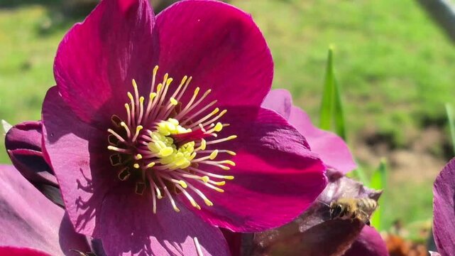 A close-up of a beautiful burgundy hellebore flower. A bee in flight is visible in the frame, adding dynamics and emphasis to pollination. Spring bloom, macro photography