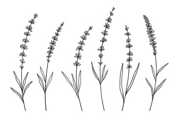 Set of lavender wildflowers in black line art on white background. Hand-drawn flowers, and leaves. Wild plants and botanical elements for design projects. Vector illustration