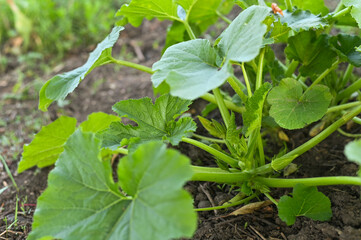 a young strong squash plant in the garden