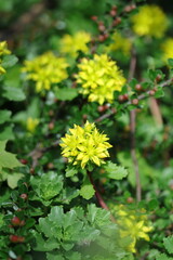 yellow flowers in the garden
