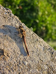  Close up of dragonfly on concrete fence in park under sunlight
