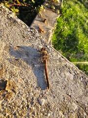 Close up of dragonfly in the sunlight