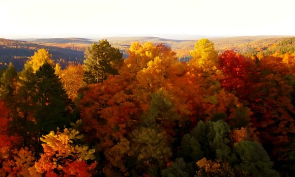 Colorful vibrant nature trees forest scenery in autumn fall season at sunset light