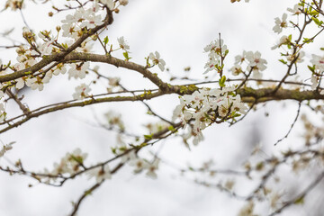 Cherry blossom flowers in the forest