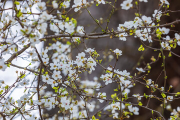 Cherry blossom flowers in the forest